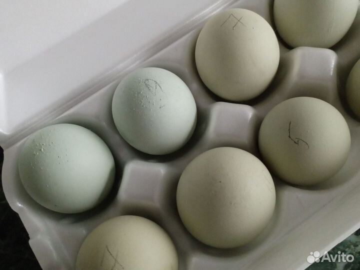 Семья лакеданзи