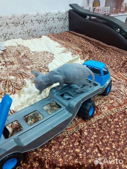 Котята сфинкс