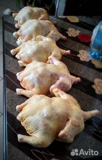 Мясо курицы-бройлер