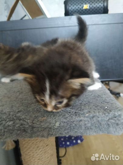 Шотландские вислоухие котята