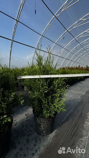 Туч смарагд 50+