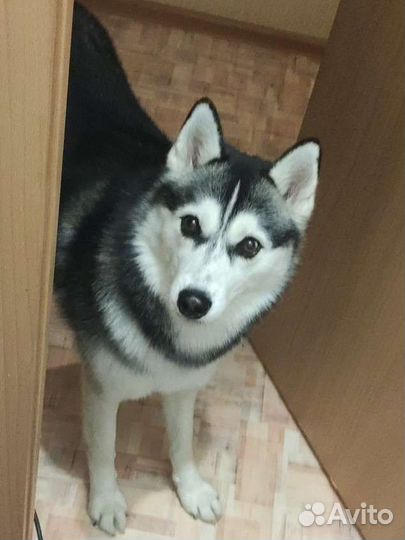 Сибирский хаски