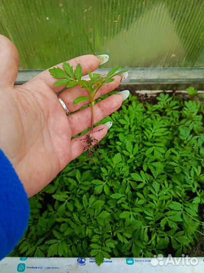 Рассада бархатцев