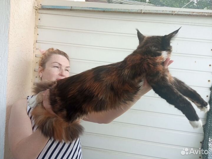 Кошка - подросток - мейн-кун