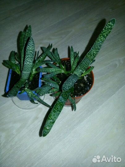 Толстянка (Crassula) жасмин