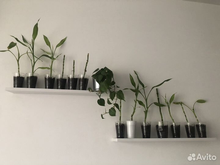 Растение Драцена «Сандера», или бамбук счастья