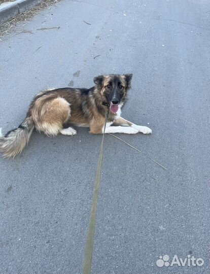 Собаки бесплатно