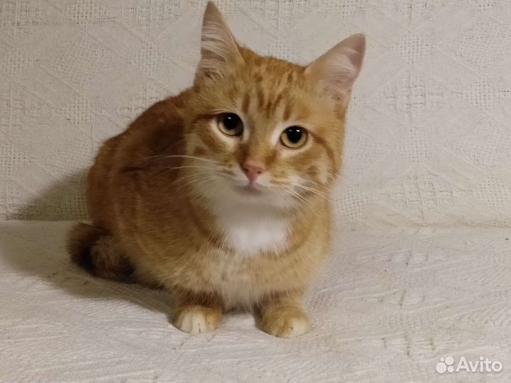 Кошка в дар бесплатно