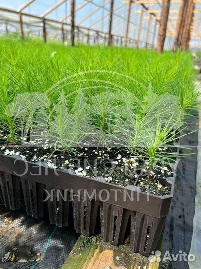 Сеянцы зкс Сосна окс Ель Лиственница Горная