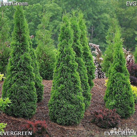 Туи для изгороди