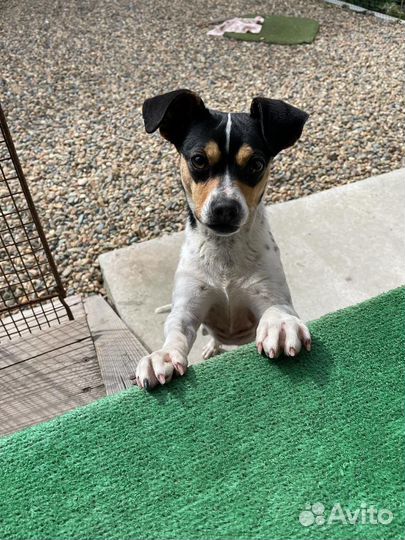 Джек Рассел терьер