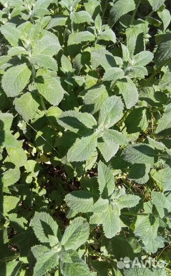 Мята, мелисса