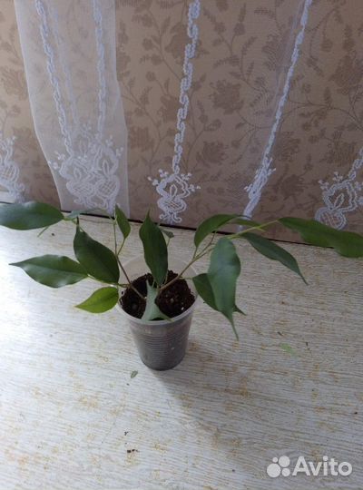 Комнатные цветы