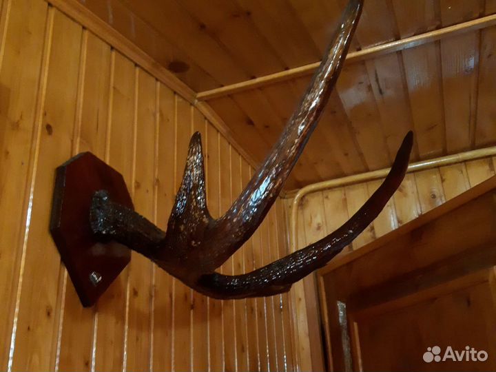 Рога оленьи