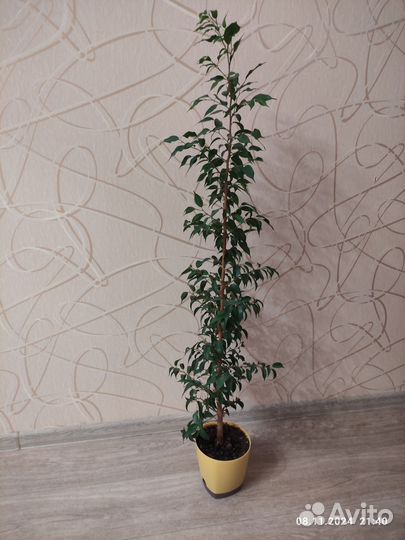 Фикус бенджамина большой