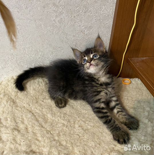 Мейн-кун
