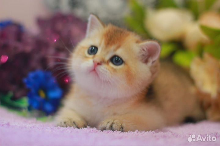 Плюшевый золотой котик с документами