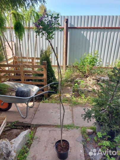 Сирень Palibin на штамбе 120см