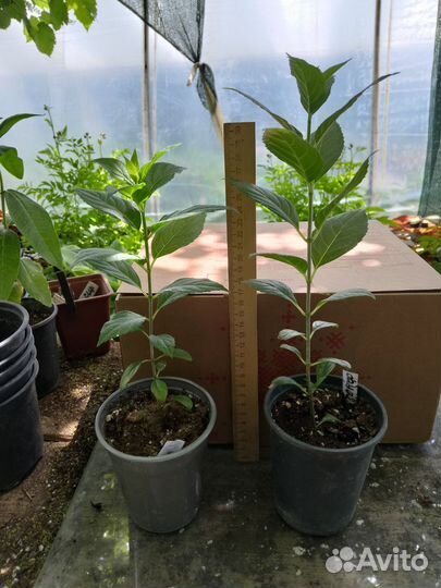 Гортензия метельчатая