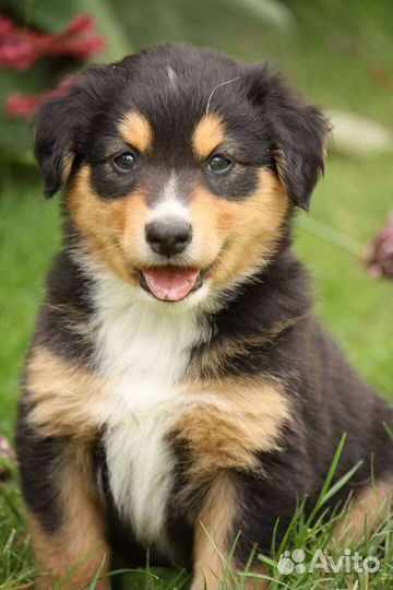 Выгул собак