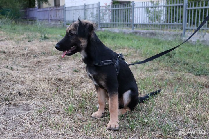 Щенок-подросток