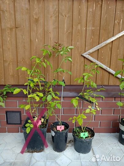 Роза Фломентанц, плетистая