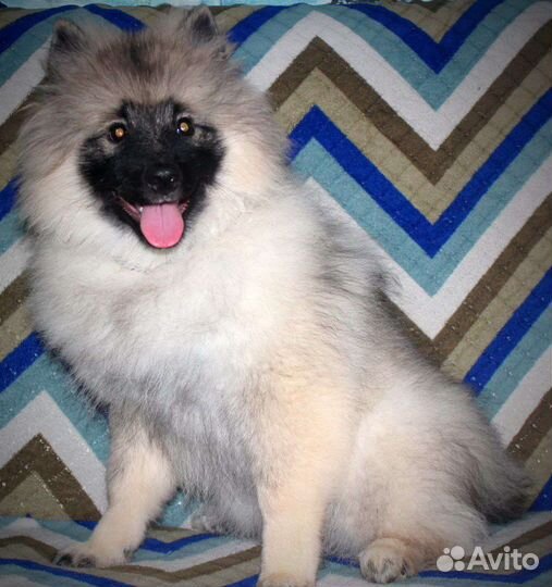 Щенки вольшпиц/кеесхонд