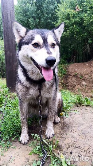 Найдена собака