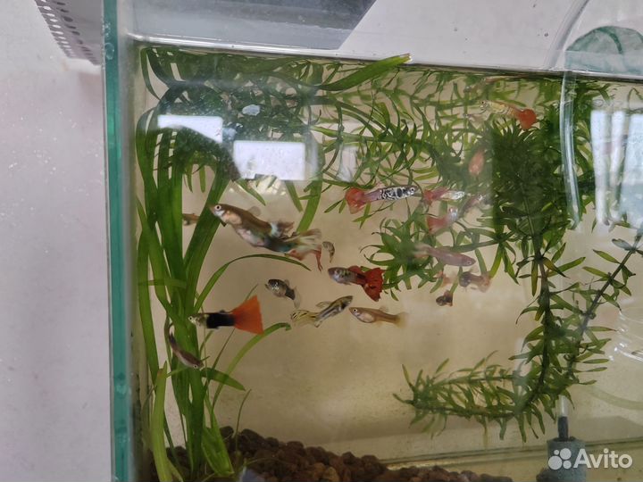 Рыбки - гуппи