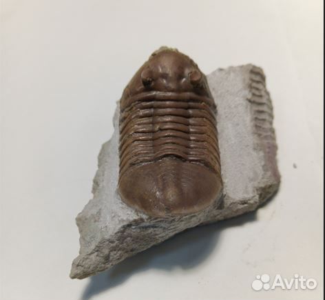 Окаменелости asaphida