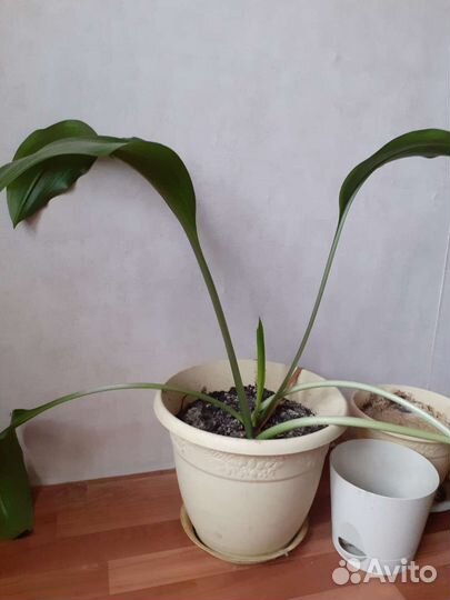 Комнатные растения