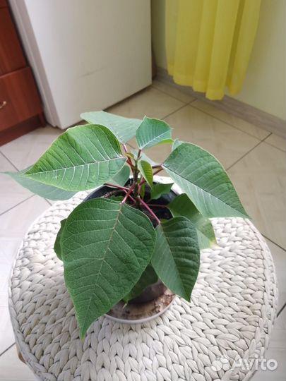 Рождественская звезда