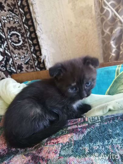 Кошечки в добрые руки