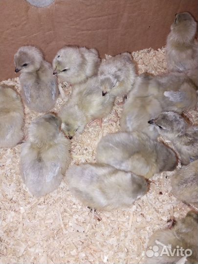 Цыплята амераукана лаванда