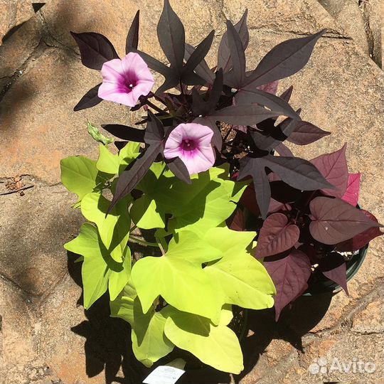 Ипомея батат