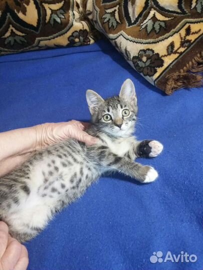 Котятки в добрые руки