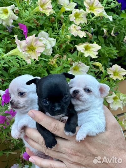 Щенки чихуахуа мини