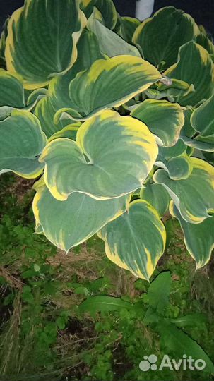 Хоста растение