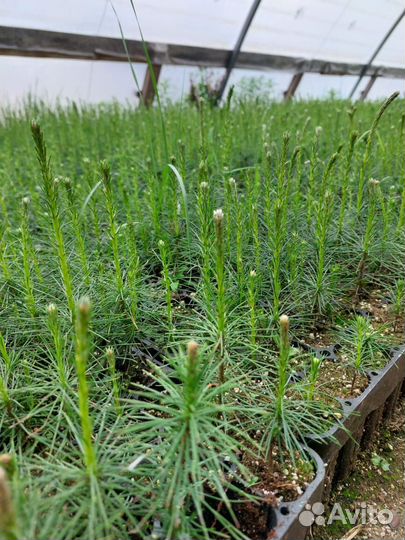 Сеянцы ели зкс