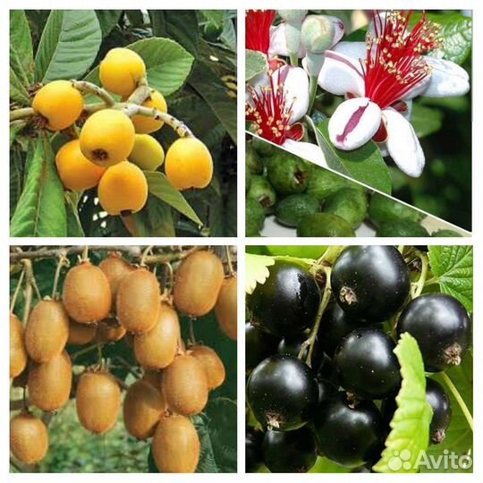 Инжир,азимина,смородина,мушмула,гранат,киви и др
