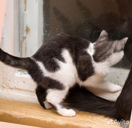 Молоденькая киска Полинка