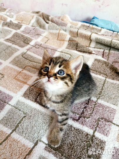 Котенок мальчик 1,5 мес