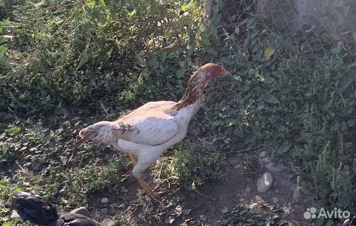 Бойцовые куры