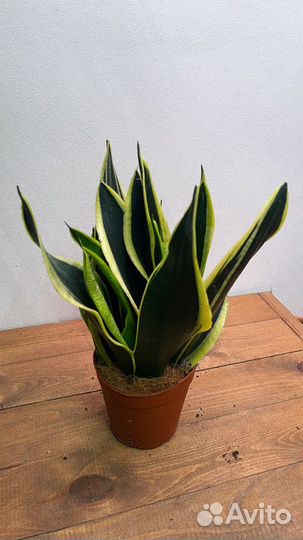 Сансевиерия найт шейд блек голд