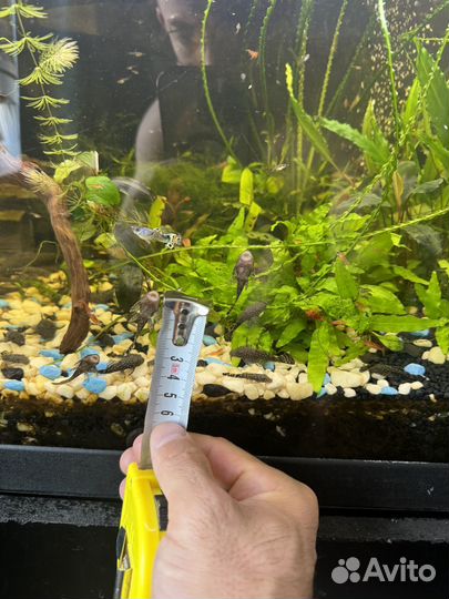 Сомики анцитрусы