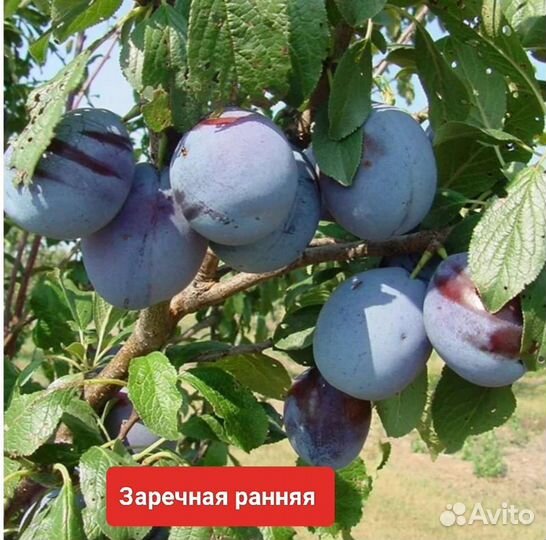 Слива разных сортов
