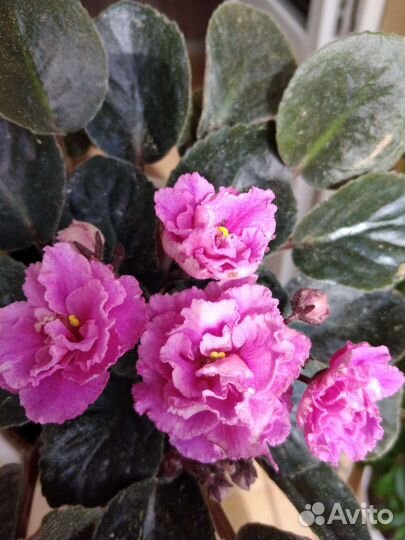 Сортовые фиалки