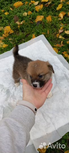 Щенки корги
