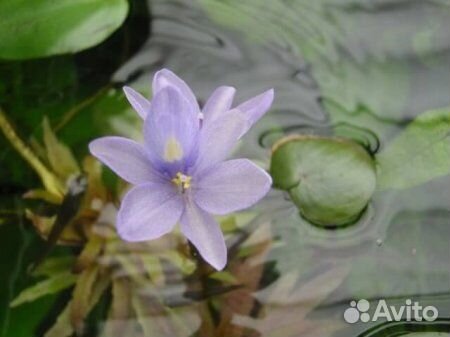 Эхинодорус тропика (Echinodorus Tropica)