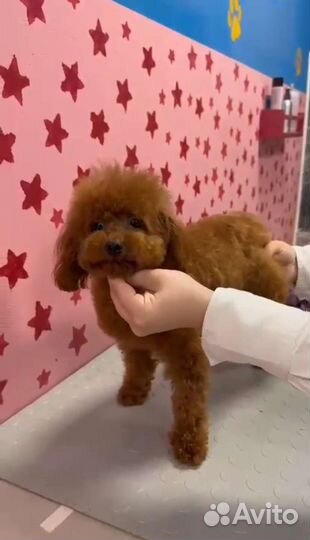 Той-пудель Red brown